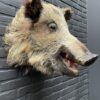 Ausgestopfter Kopf eines Wildschweins