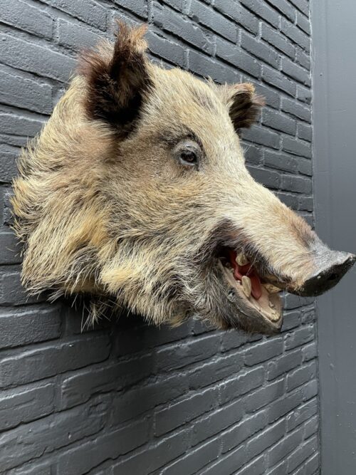 Mounted head of a wild boar