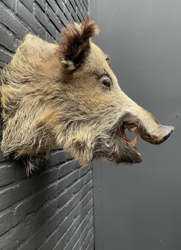 Mounted head of a wild boar