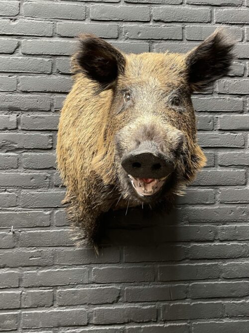 Big boar head