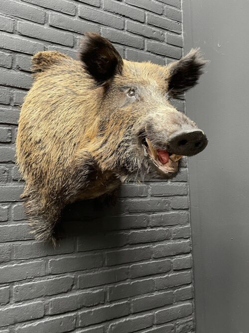 Big boar head