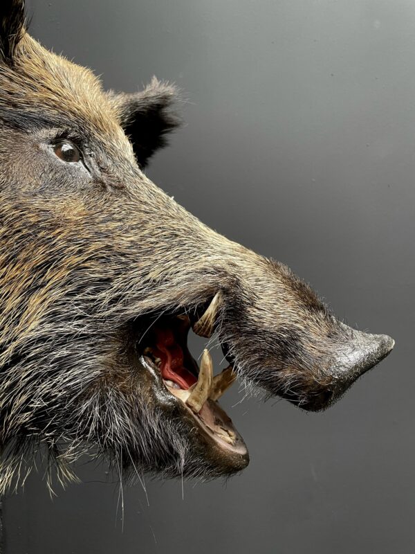 Big boar head