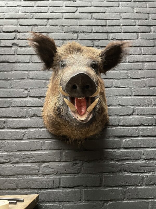 Wildschwein Kopf