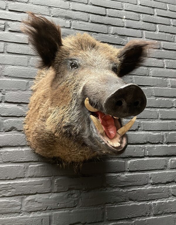 Wildschwein Kopf