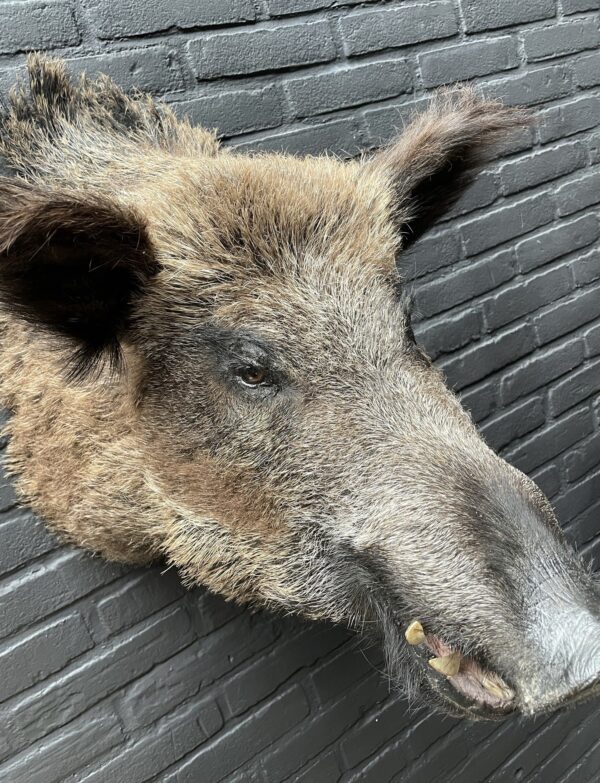 Wildschwein Kopf