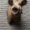 Mounted boar's head