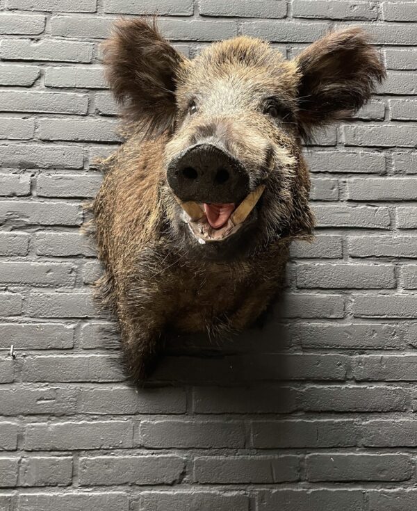 Mounted boar's head