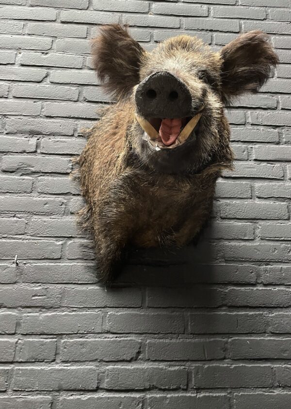 Mounted boar's head