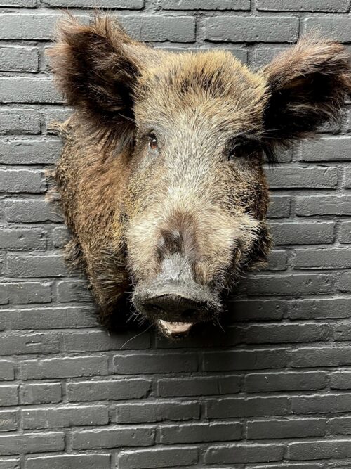 Mounted boar's head