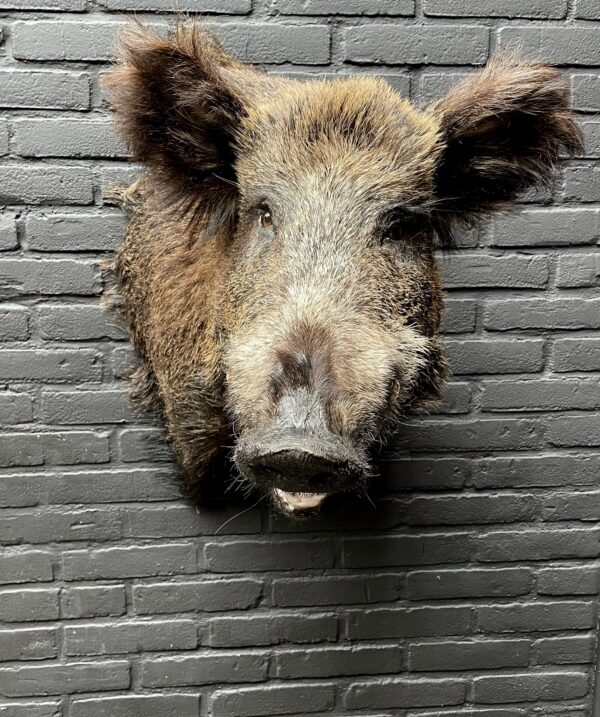 Mounted boar's head