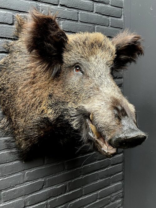 Mounted boar's head