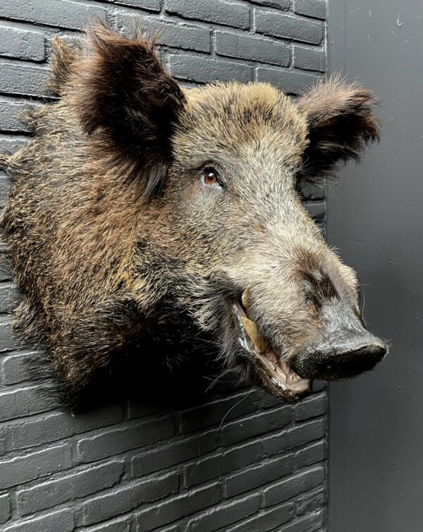 Mounted boar's head