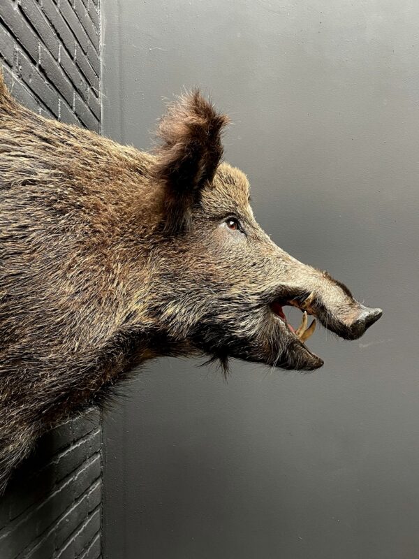 Mounted boar's head