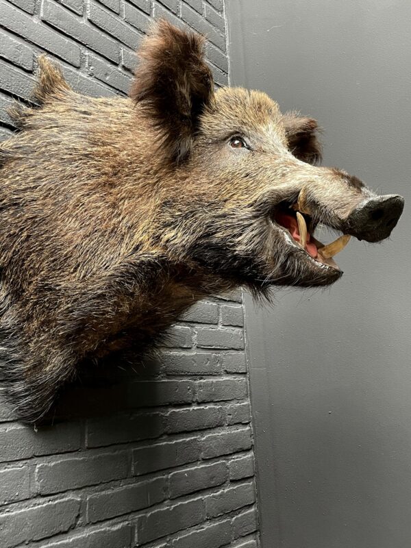 Mounted boar's head