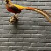 Mounted gold pheasant