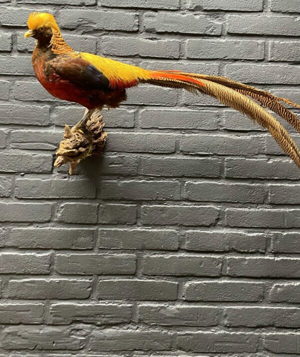 Mounted gold pheasant