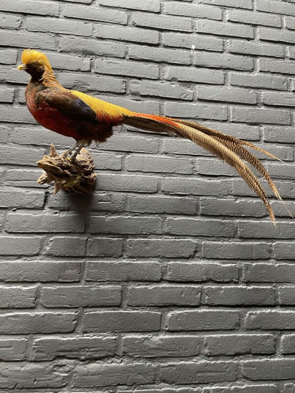 Mounted gold pheasant