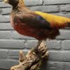 Mounted gold pheasant