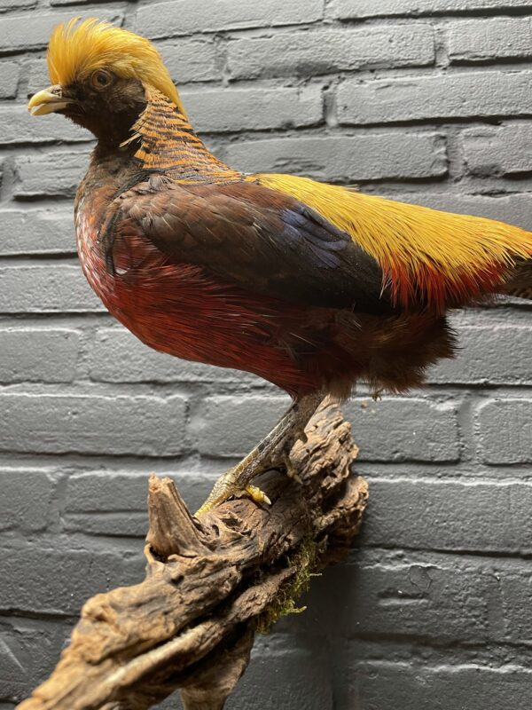 Mounted gold pheasant