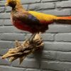 Mounted gold pheasant