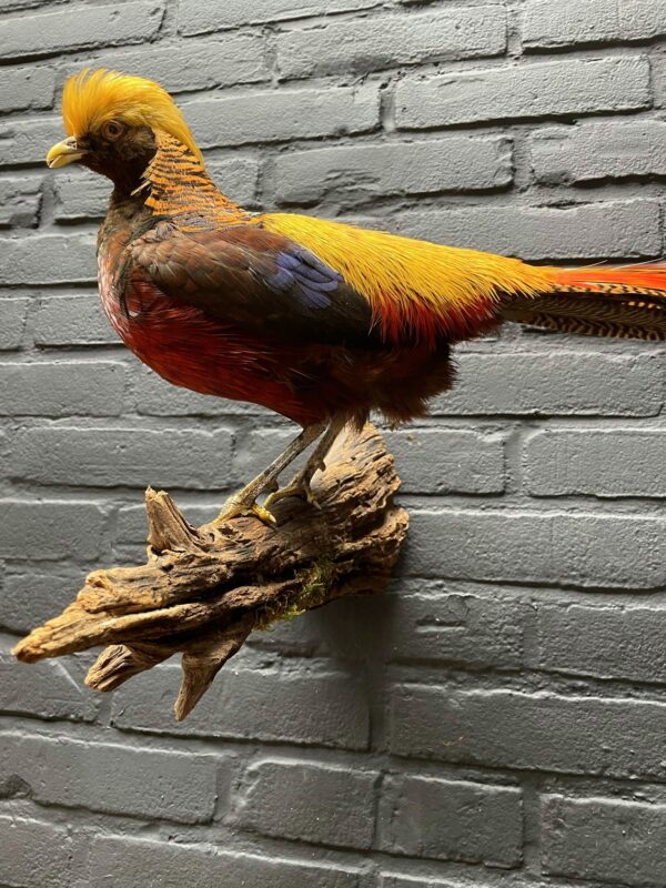 Mounted gold pheasant