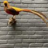 Mounted gold pheasant