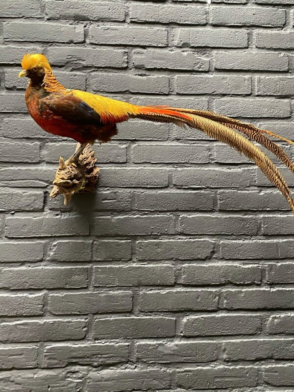 Mounted gold pheasant