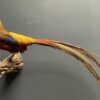 Mounted gold pheasant