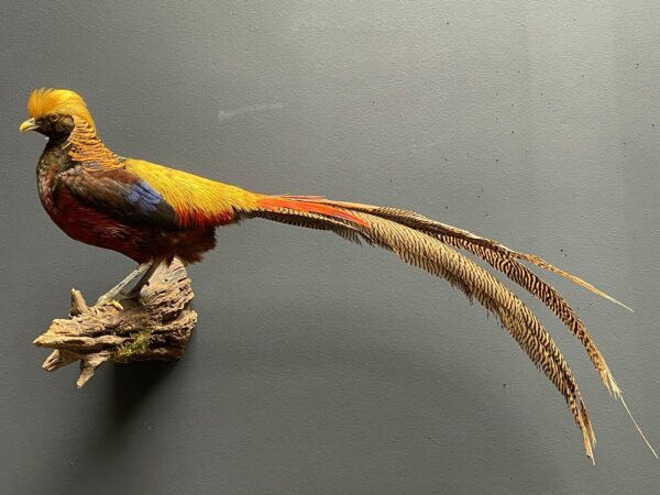 Mounted gold pheasant