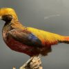 Mounted gold pheasant