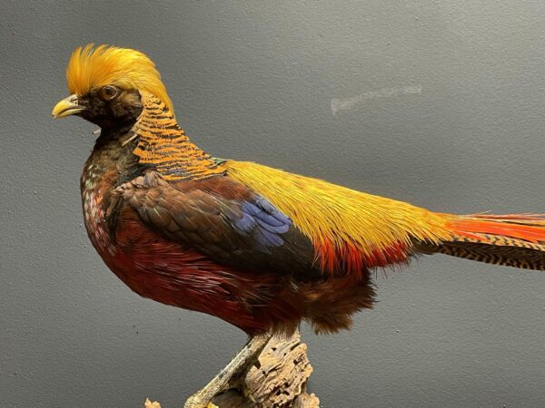 Mounted gold pheasant