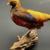 Mounted gold pheasant