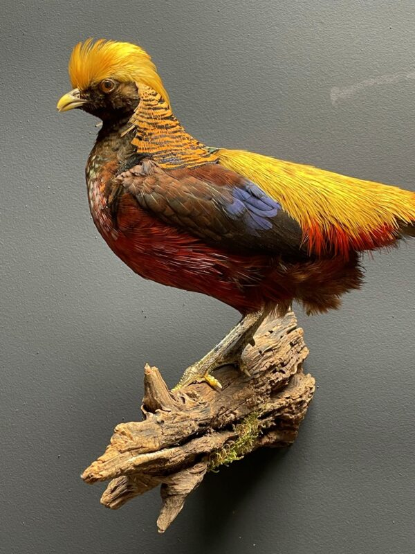 Mounted gold pheasant