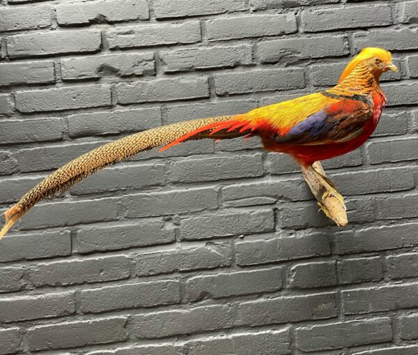 Mounted gold pheasant