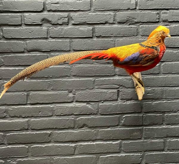 Mounted gold pheasant