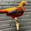 Mounted gold pheasant