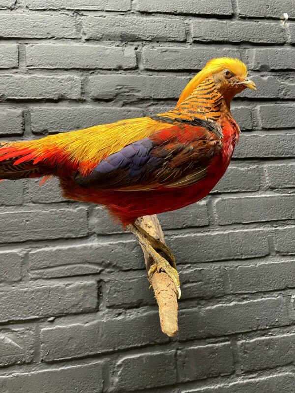 Mounted gold pheasant