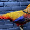 Mounted gold pheasant