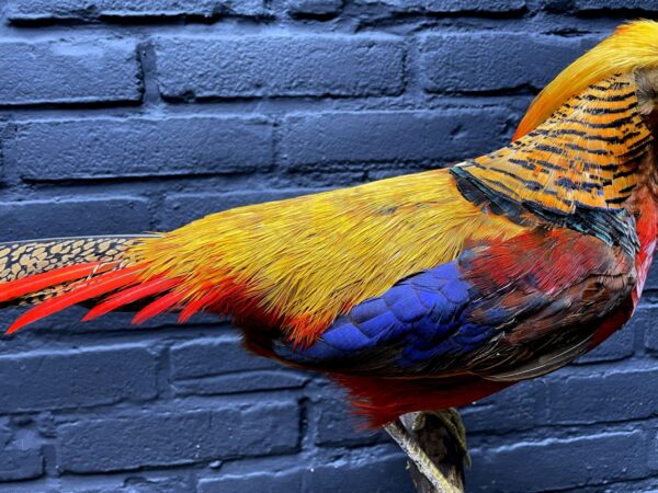 Mounted gold pheasant