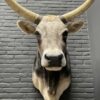 Taxidermy head of an extremely large Hungarian bull