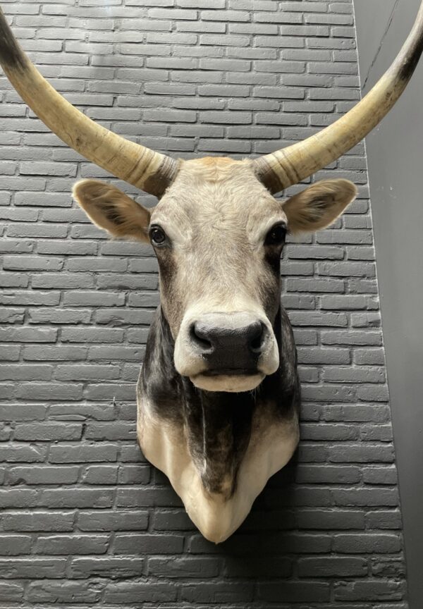 Taxidermy head of an extremely large Hungarian bull