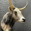 Taxidermy head of an extremely large Hungarian bull