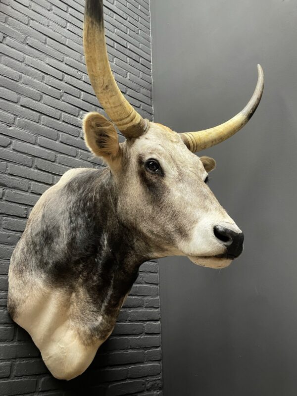 Taxidermy head of an extremely large Hungarian bull