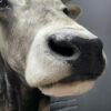 Taxidermy head of an extremely large Hungarian bull