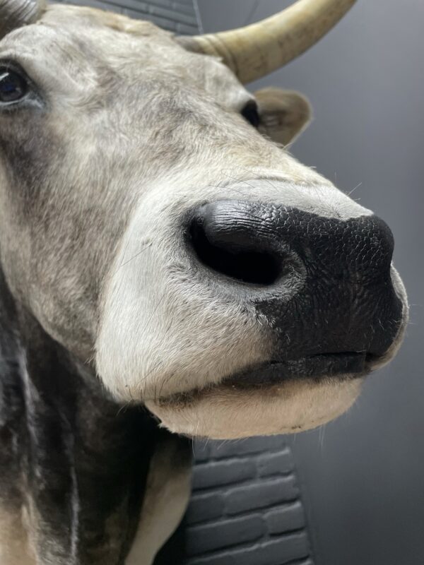 Taxidermy head of an extremely large Hungarian bull