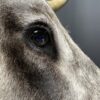 Taxidermy head of an extremely large Hungarian bull