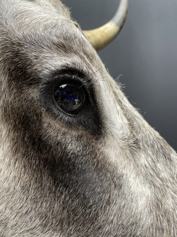 Taxidermy head of an extremely large Hungarian bull