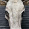 Taxidermy head of an extremely large Hungarian bull