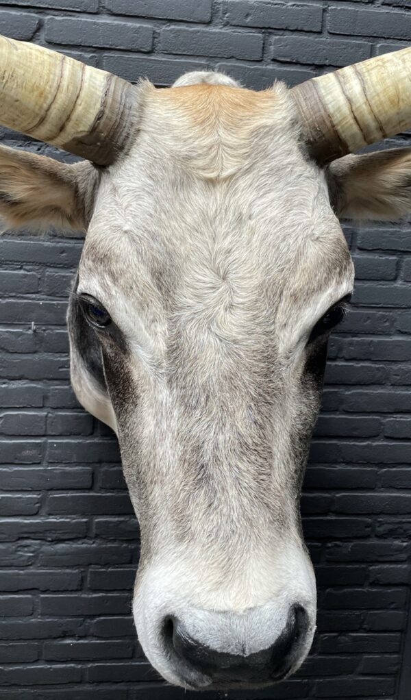 Taxidermy head of an extremely large Hungarian bull