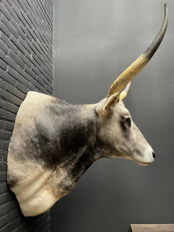 Taxidermy head of an extremely large Hungarian bull